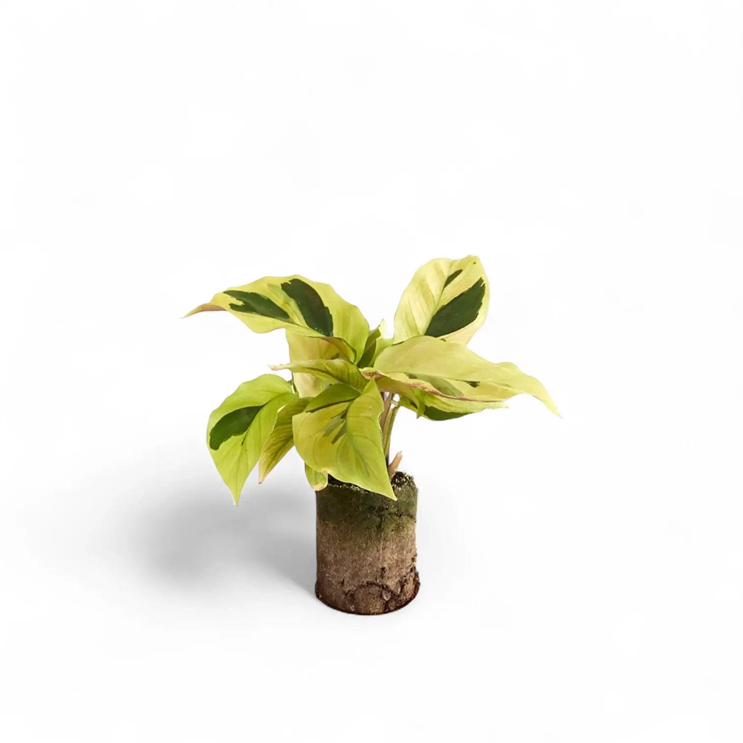 Goeppertia (Calathea) lietzei ‘Yellow Fusion’ ('Yellow Miracle') potted plant in nursery pot on white background.