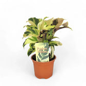 Goeppertia (Calathea) lietzei ‘Yellow Fusion’ ('Yellow Miracle') potted plant in nursery pot on white background.