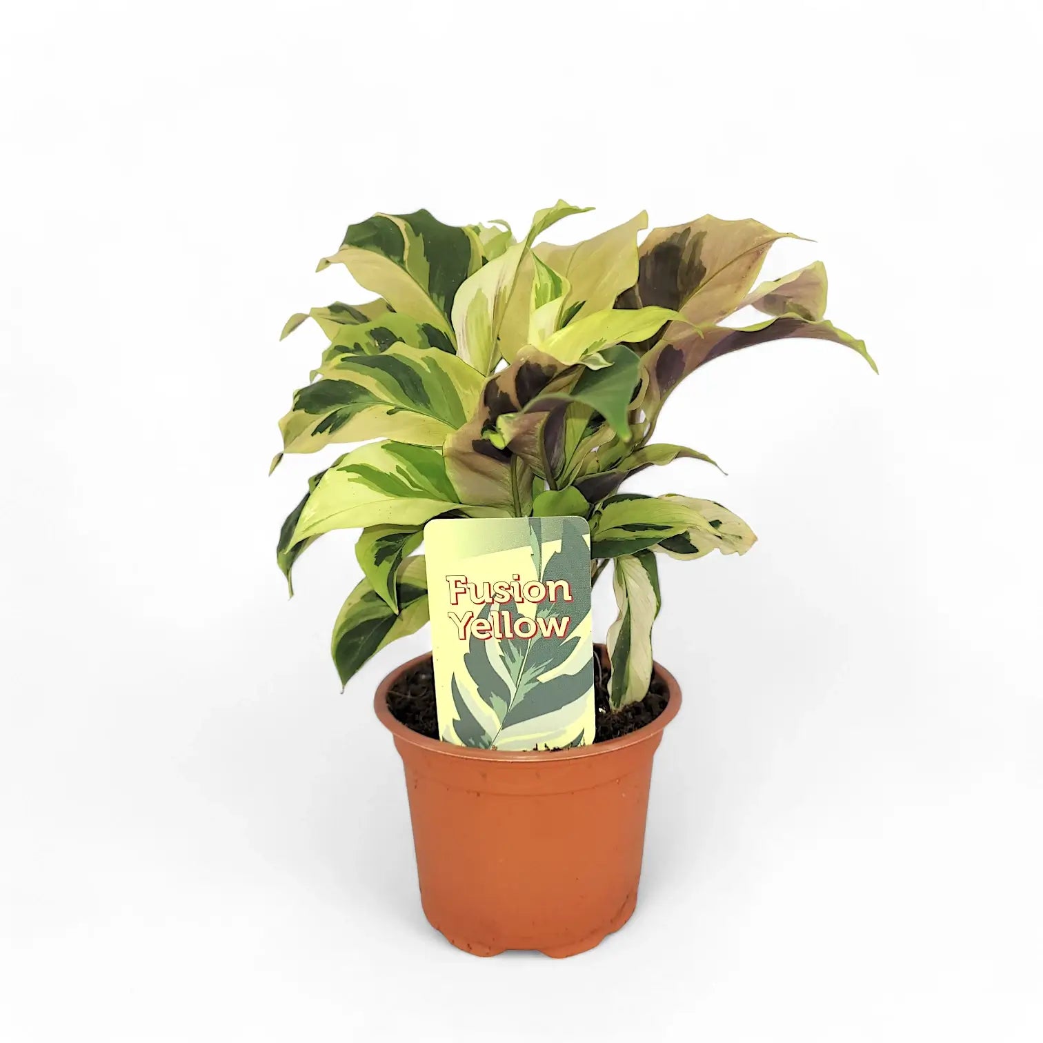 Goeppertia (Calathea) lietzei ‘Yellow Fusion’ ('Yellow Miracle') potted plant in nursery pot on white background.