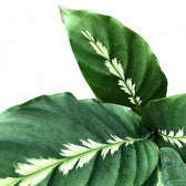 Goeppertia (Calathea) louisae 'Maui Queen' leaf detail on white background.