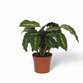 Goeppertia (Calathea) louisae 'Maui Queen' potted plant in nursery pot on white background.