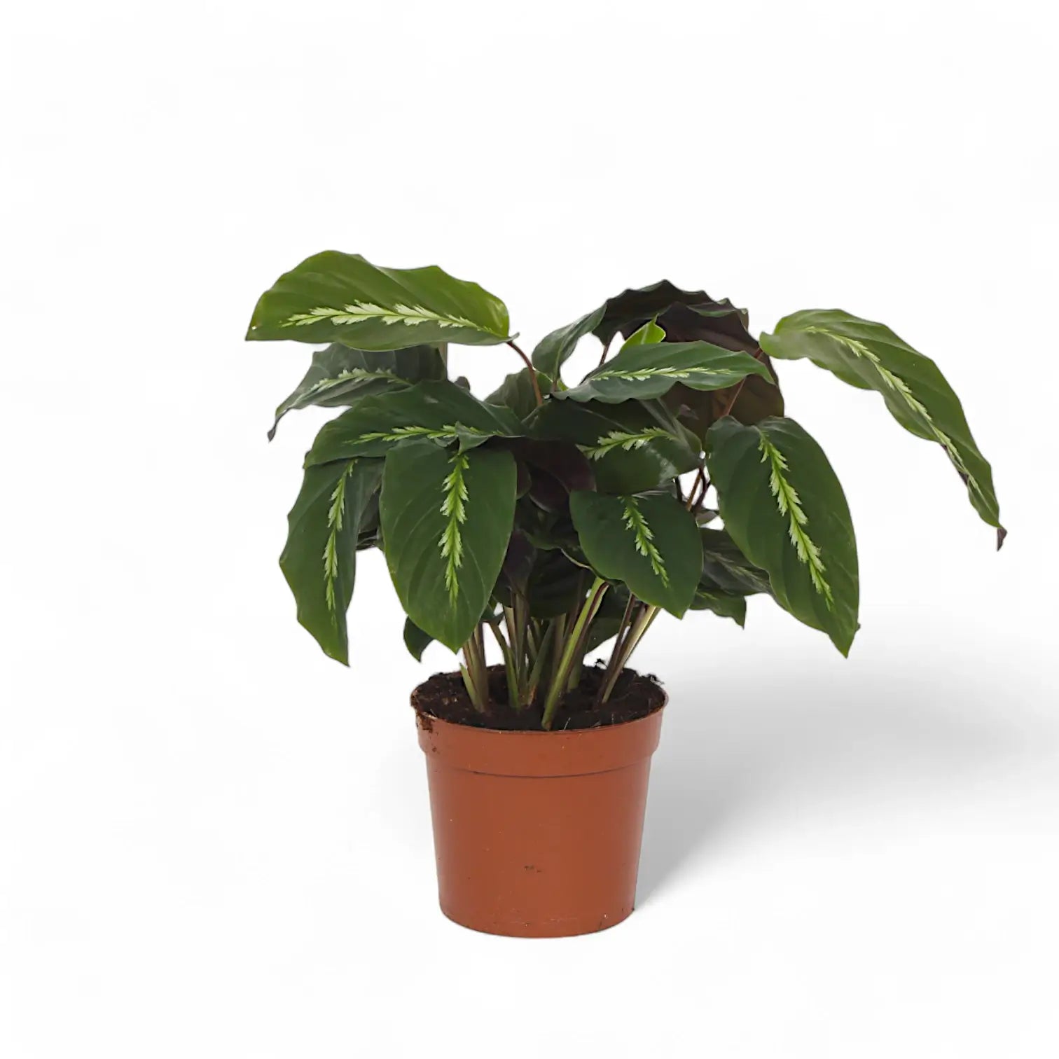 Goeppertia (Calathea) louisae 'Maui Queen' potted plant in nursery pot on white background.