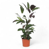 Goeppertia (Calathea) louisae 'Maui Queen' potted plant in nursery pot on white background.