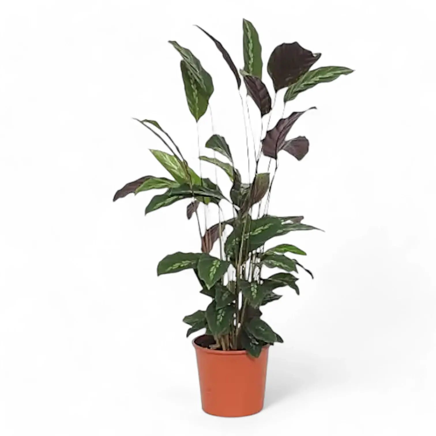 Goeppertia (Calathea) louisae 'Maui Queen' potted plant in nursery pot on white background.
