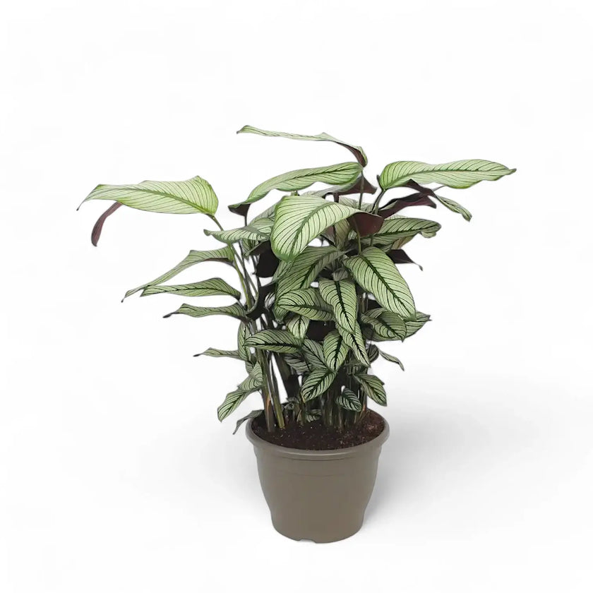 Goeppertia (Calathea) majestica 'Whitestar' potted plant in nursery pot on white background.