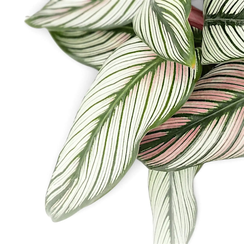 Overlapping Goeppertia majestica 'White Star' leaves with white stripes and a soft pink blush.