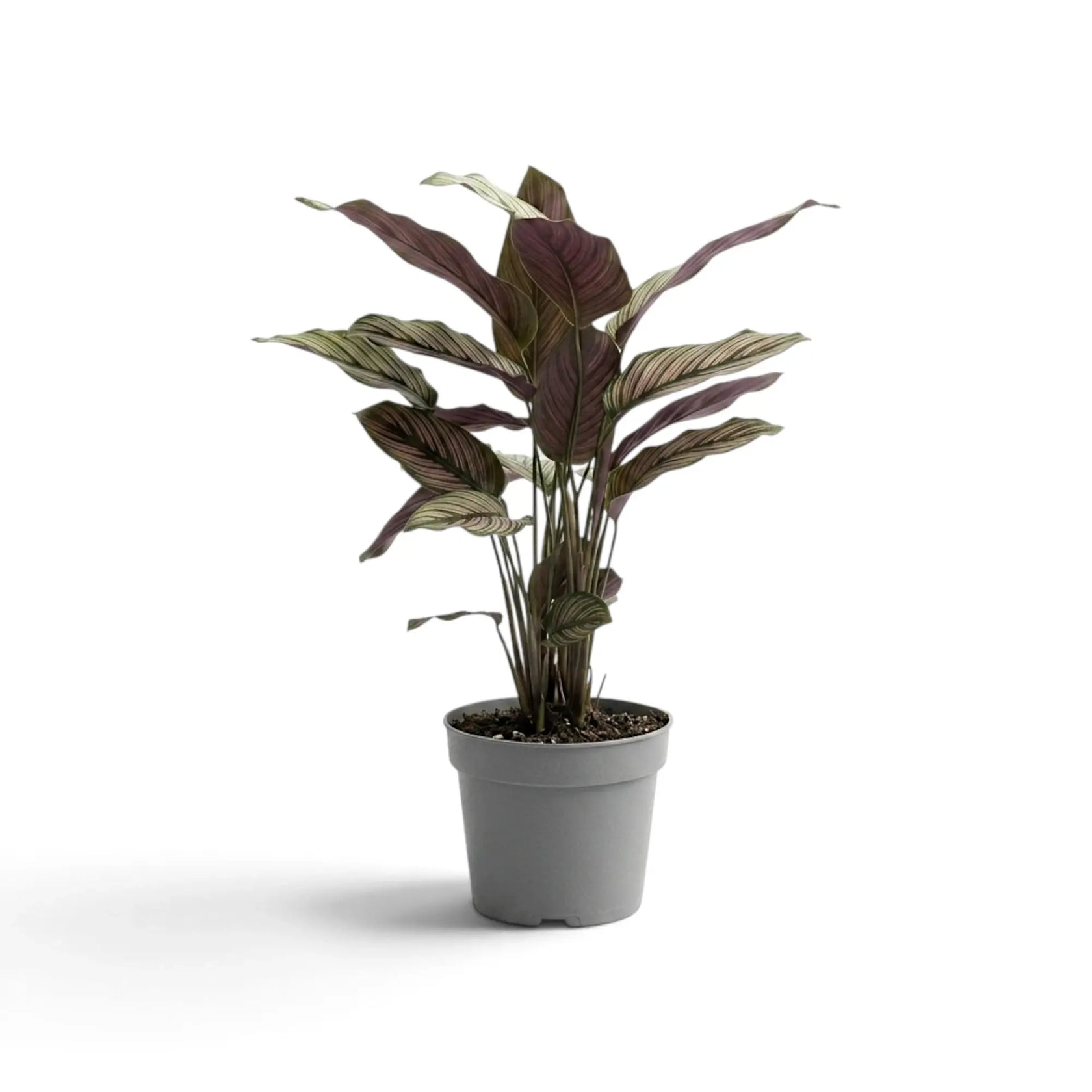Goeppertia majestica 'White Star' von hinten mit weinroten Blattunterseiten.