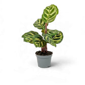 Small Goeppertia makoyana with patterned oval leaves in a grey nursery pot