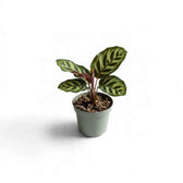 Small Goeppertia makoyana with oval leaves and dark feathered markings in a grey pot