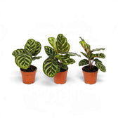 Three potted Goeppertia makoyana plants with light and dark green leaves