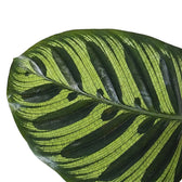 Close-up of a Goeppertia makoyana leaf with dark oval bands on a pale green blade