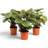 Three potted Goeppertia makoyana plants with pale and dark green leaves