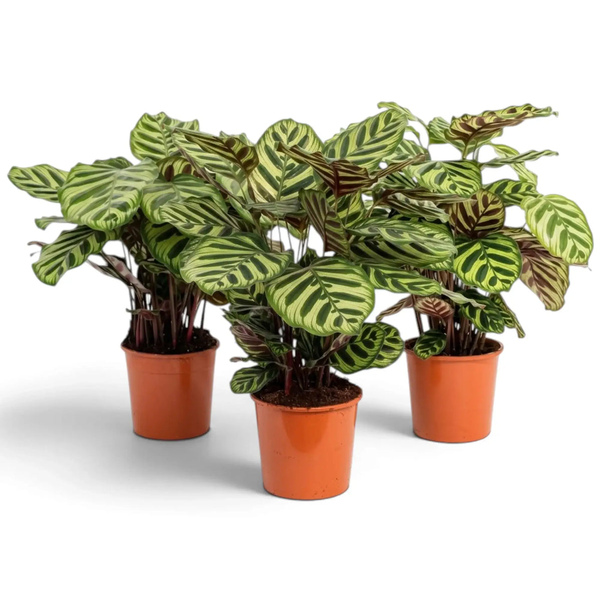 Three potted Goeppertia makoyana plants with pale and dark green leaves