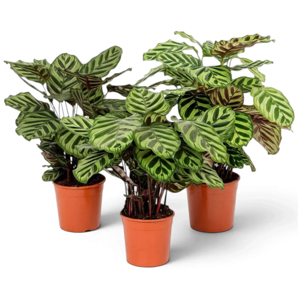 Three Goeppertia makoyana plants with feathered leaf markings in pots