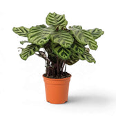 Potted Goeppertia makoyana with oval leaves and dark feathered markings