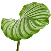 Goeppertia (Calathea) orbifolia – Blattdetail vor weißem Hintergrund..