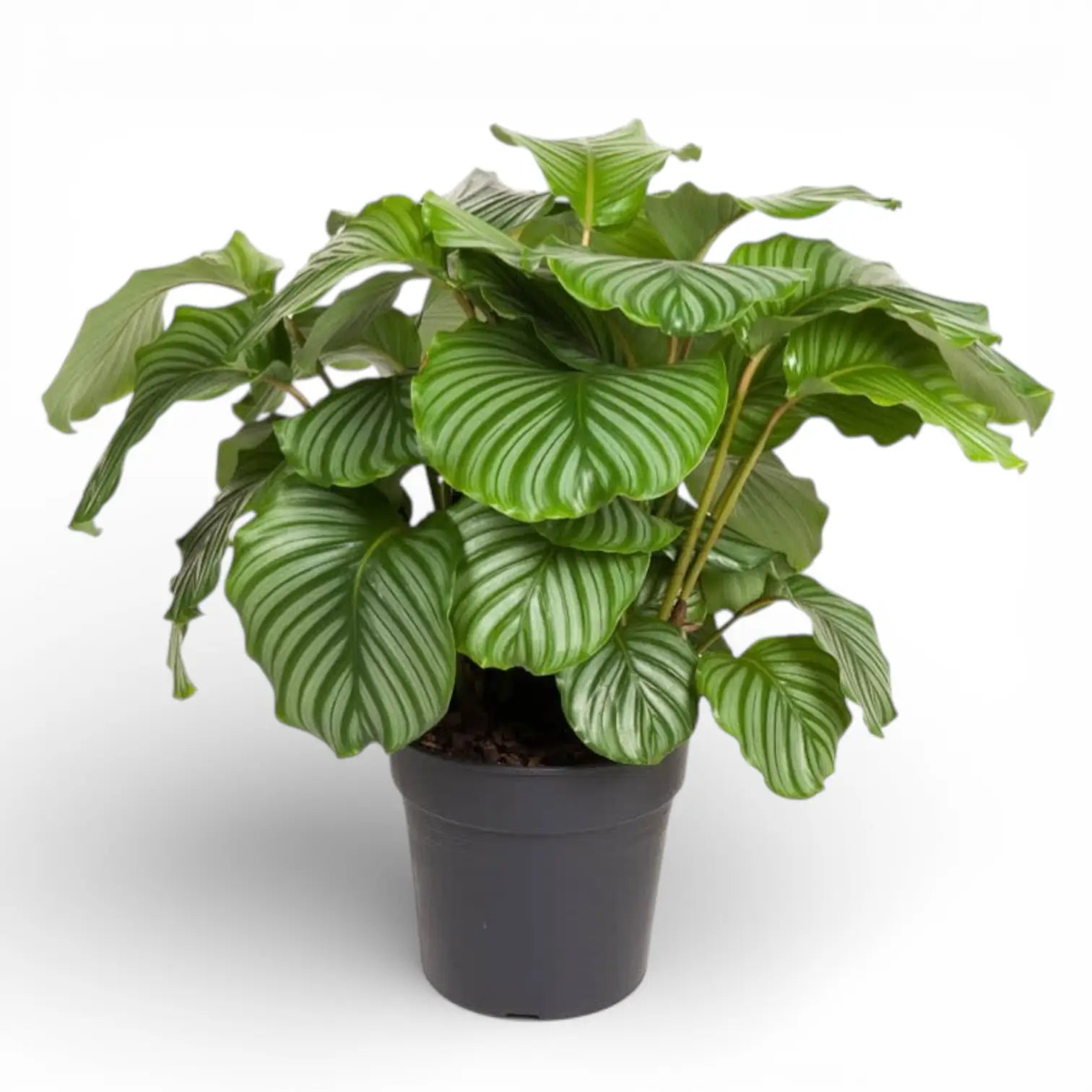 Goeppertia (Calathea) orbifolia potted plant in nursery pot on white background.