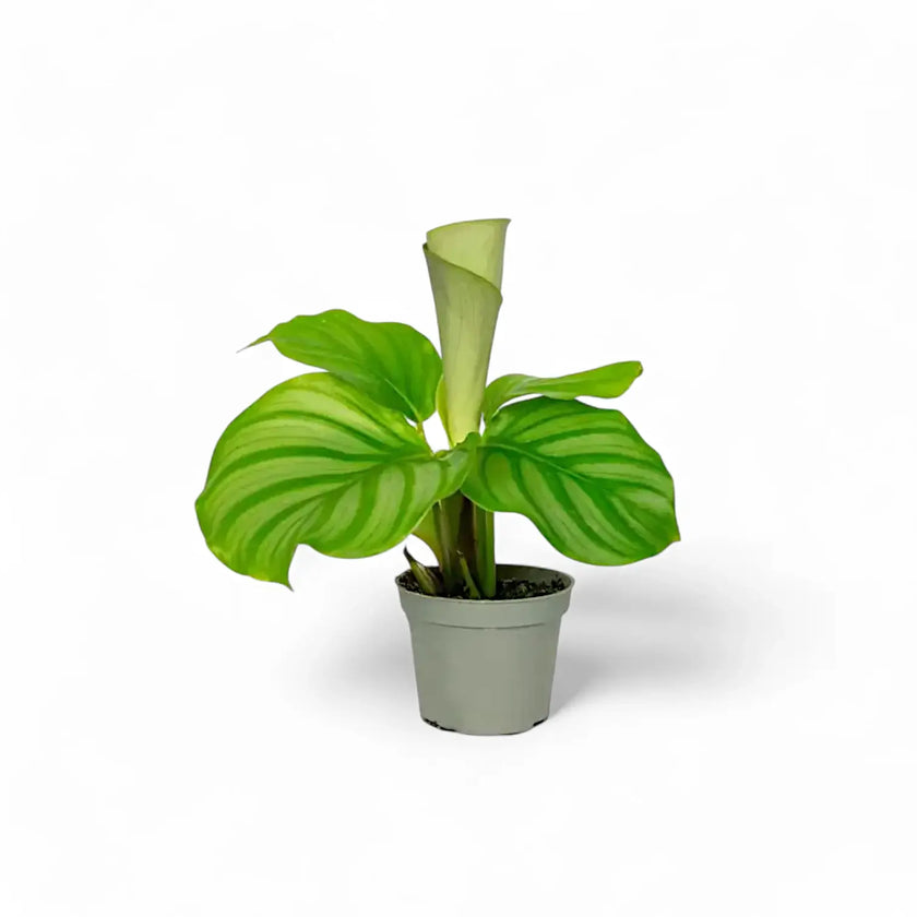 Goeppertia (Calathea) orbifolia potted plant in nursery pot on white background.
