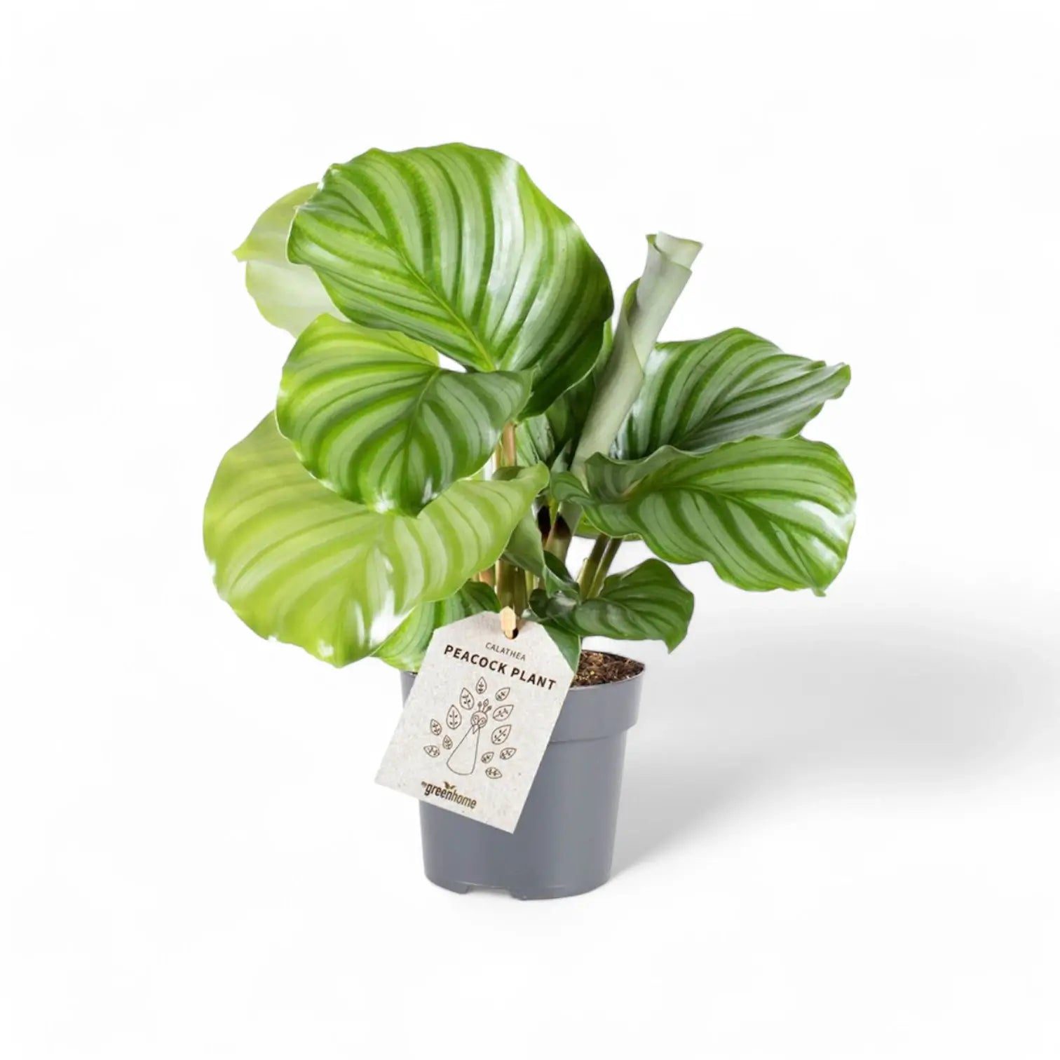 Goeppertia (Calathea) orbifolia potted plant in nursery pot on white background.