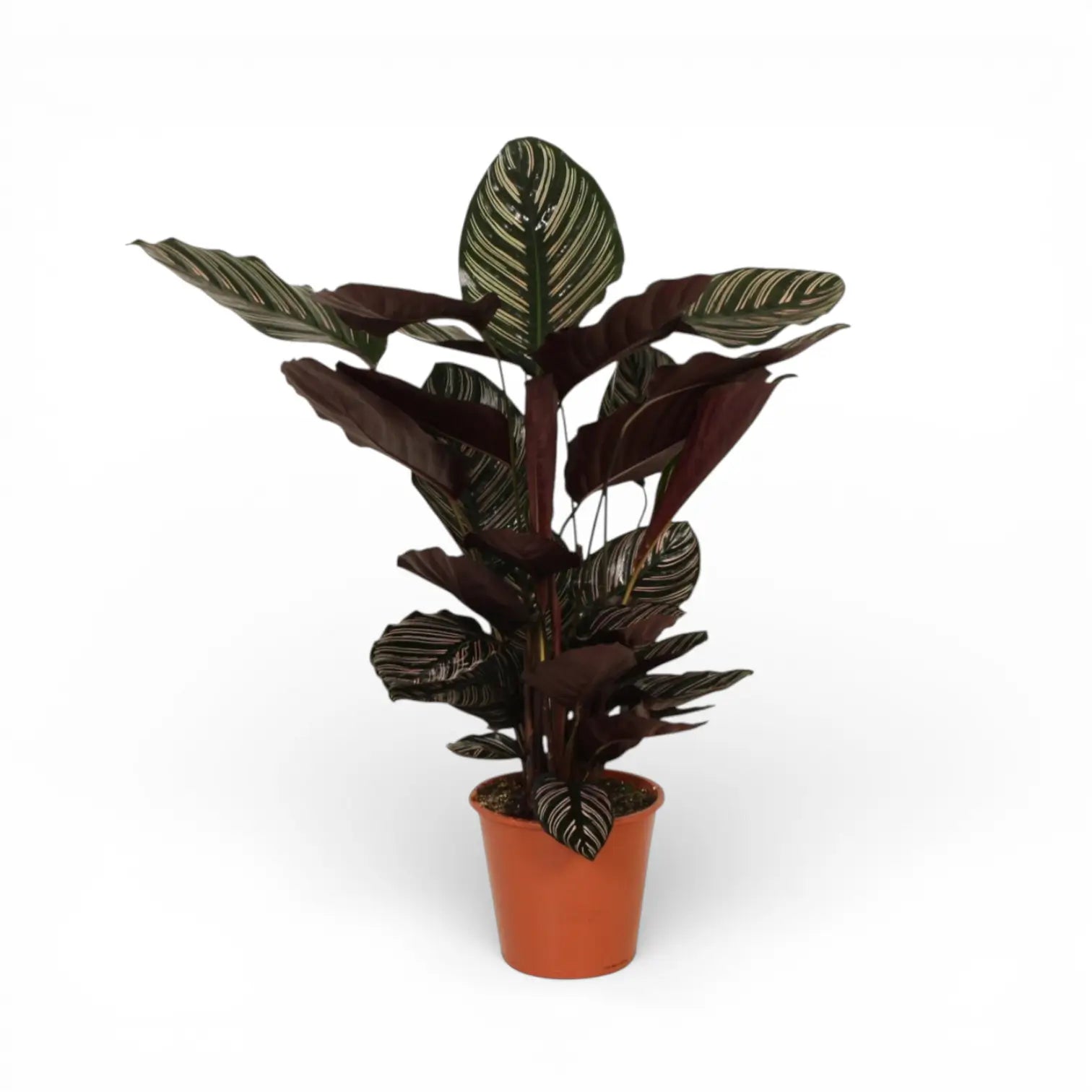 Goeppertia (Calathea) ornata – Topfpflanze im Kulturtopf vor weißem Hintergrund, Produktfoto 2.