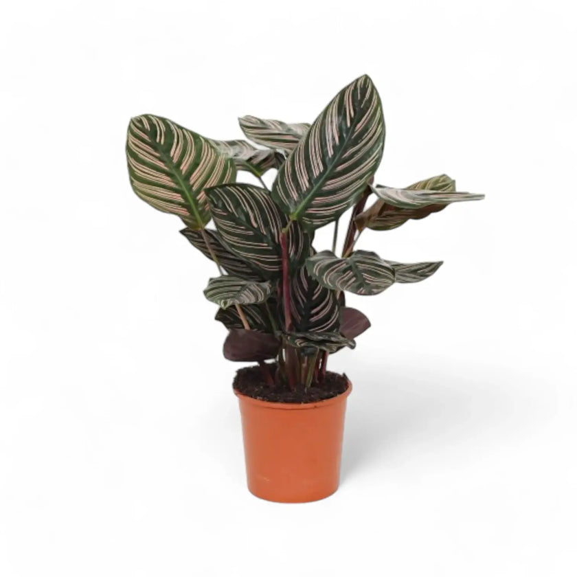 Goeppertia (Calathea) ornata potted plant in nursery pot on white background.