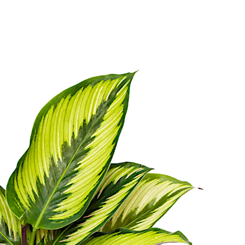 Goeppertia (Calathea) ornata 'Beauty Star' leaf detail on white background.