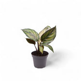 Goeppertia (Calathea) ornata 'Beauty Star' potted plant in nursery pot on white background.