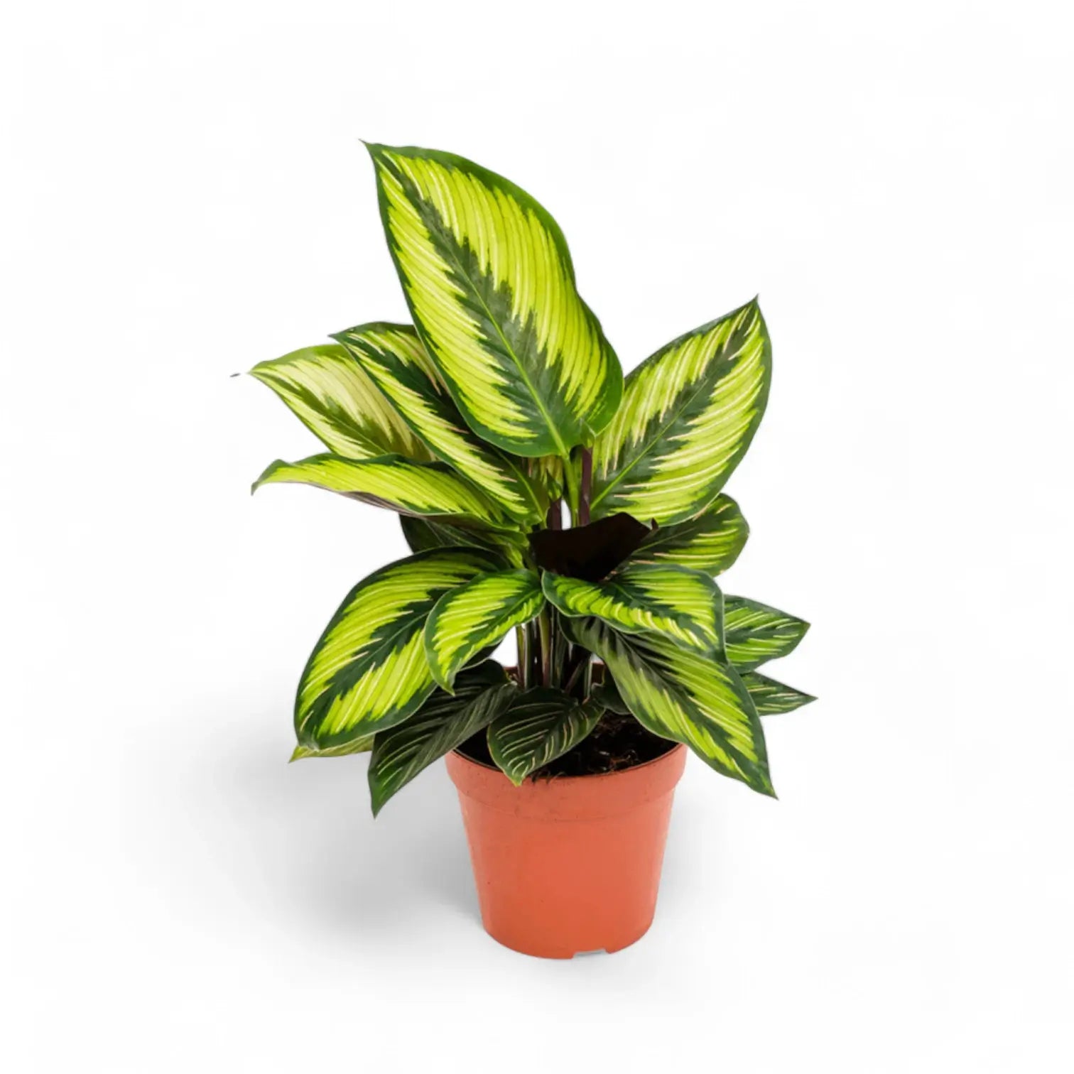 Goeppertia (Calathea) ornata 'Beauty Star' potted plant in nursery pot on white background.
