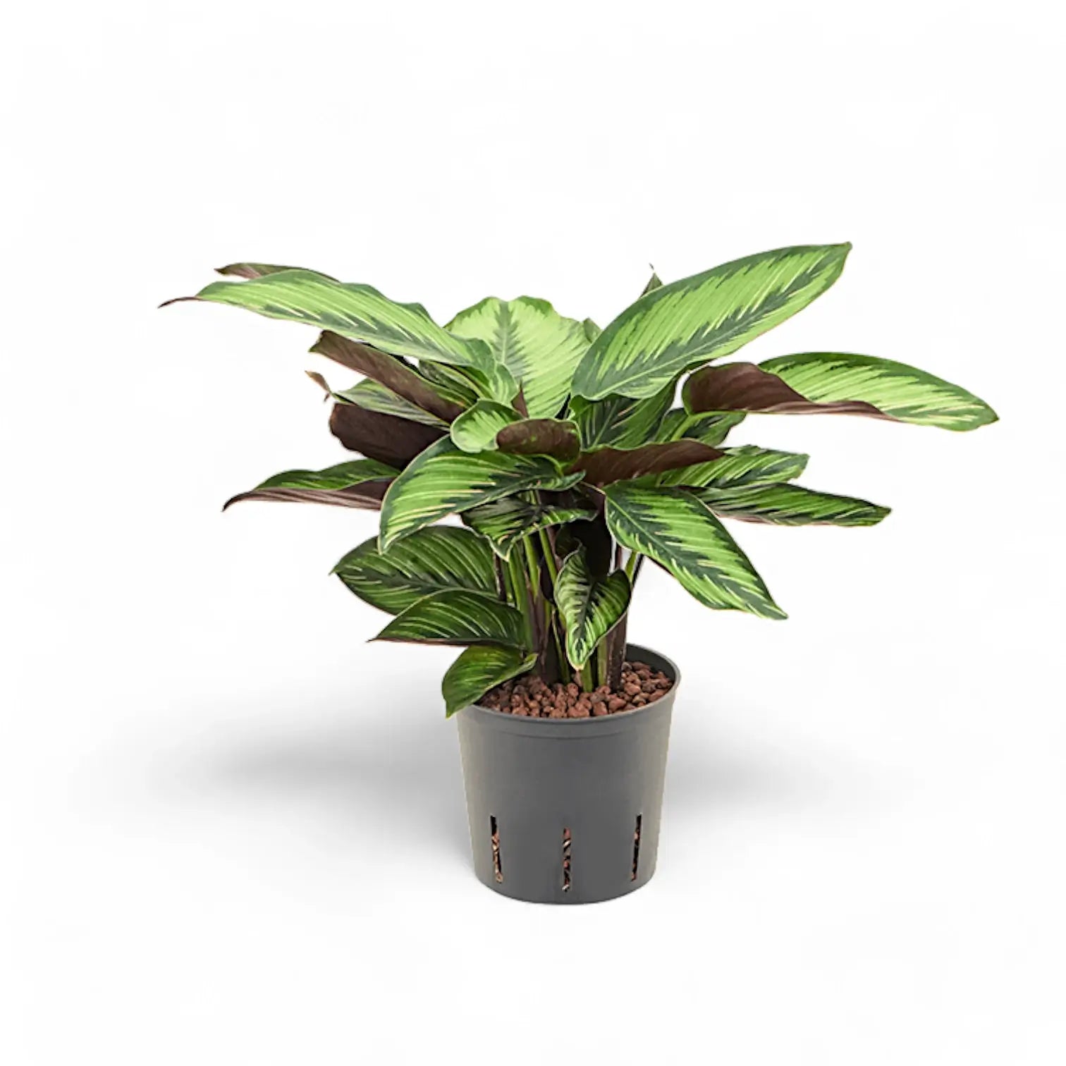 Goeppertia (Calathea) ornata 'Beauty Star' potted plant in nursery pot on white background.