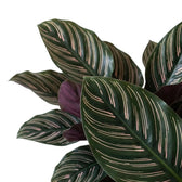 Close-up of Goeppertia ornata leaves with pink pinstripes and purple backs