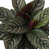 Close-up of Goeppertia ornata leaves with pink stripes and burgundy backs
