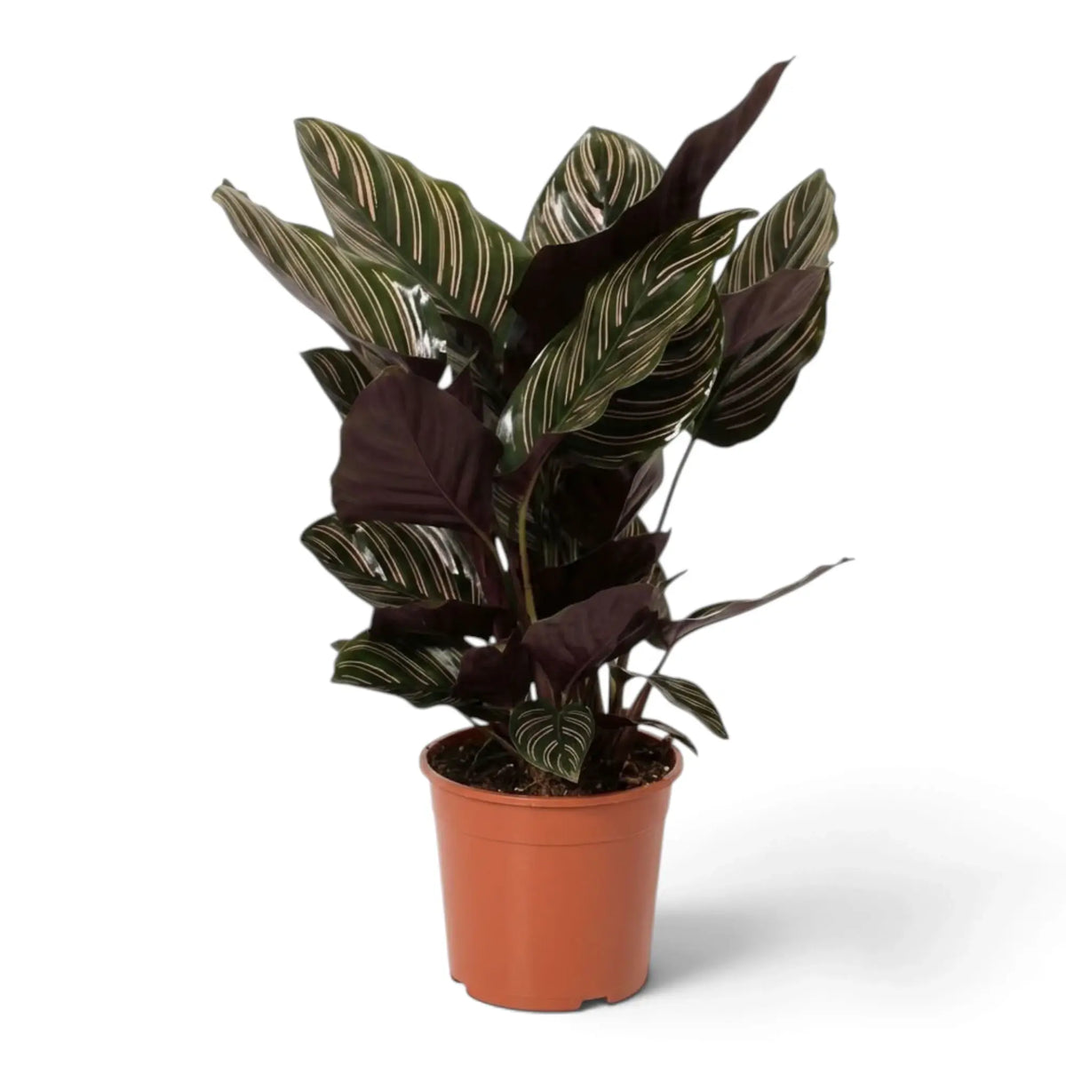 Large potted Goeppertia ornata with pink-striped leaves and burgundy backs