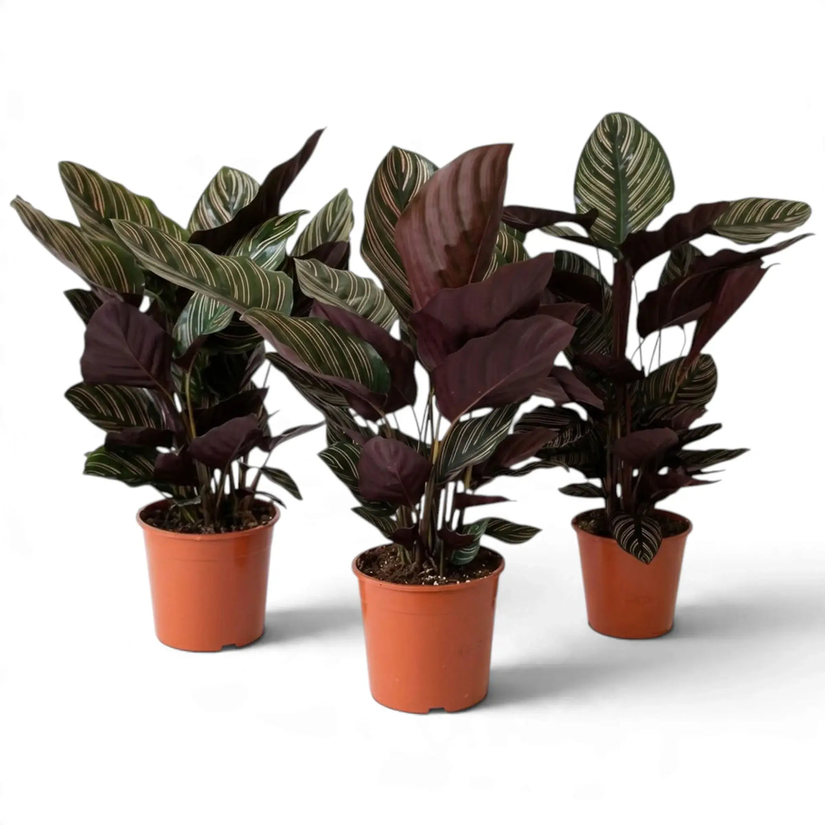 Three large Goeppertia ornata plants with pink-striped and burgundy leaves