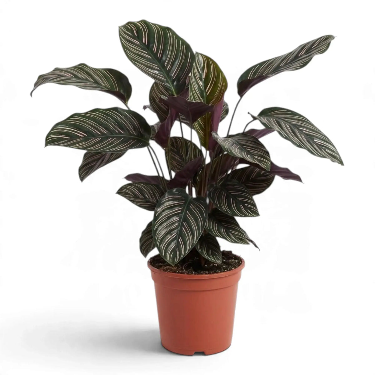 Large potted Goeppertia ornata with many dark green, pink-striped leaves