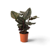 Medium Goeppertia ornata in an orange pot with pink-striped green leaves