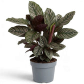 Extra-large potted Goeppertia ornata with striped leaves and purple backs