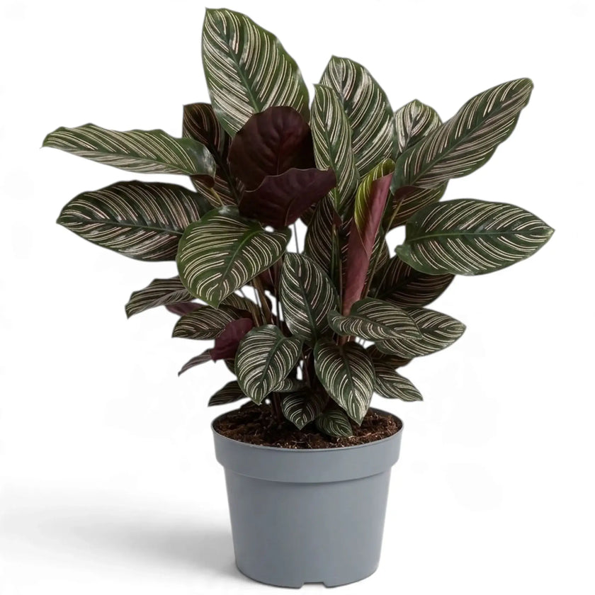 Extra-large potted Goeppertia ornata with striped leaves and purple backs
