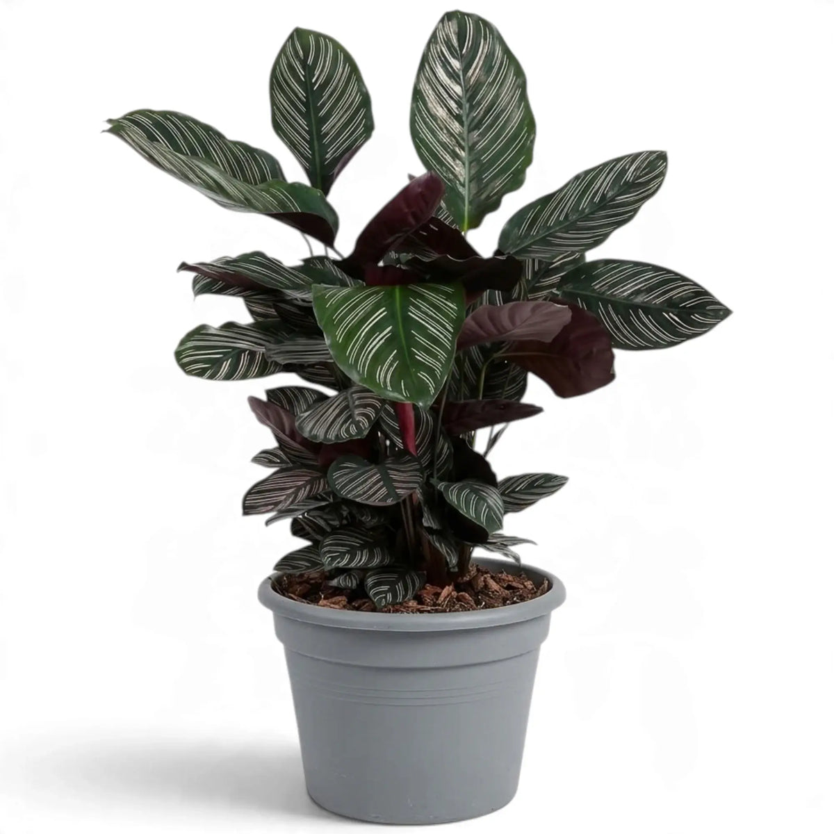 Extra-large Goeppertia ornata with pink-striped leaves in a grey nursery pot