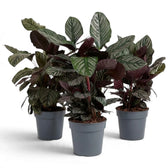Three extra-large Goeppertia ornata plants with pinstriped leaves in pots