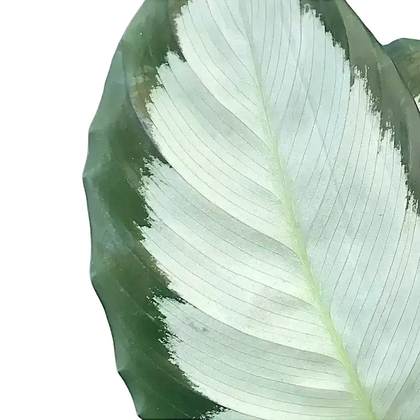 Goeppertia (Calathea) picturata 'Argentea' close-up of leaf on white background.