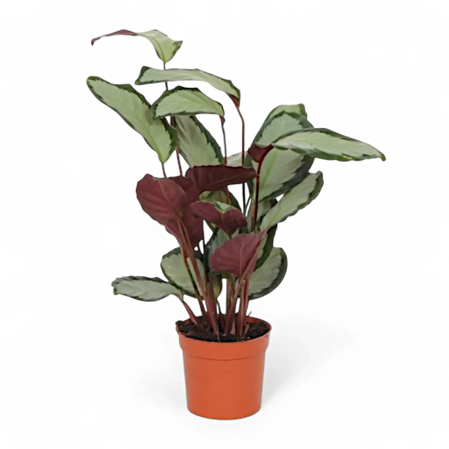 Goeppertia (Calathea) picturata 'Argentea' – Nahaufnahme eines Blatts vor weißem Hintergrund.