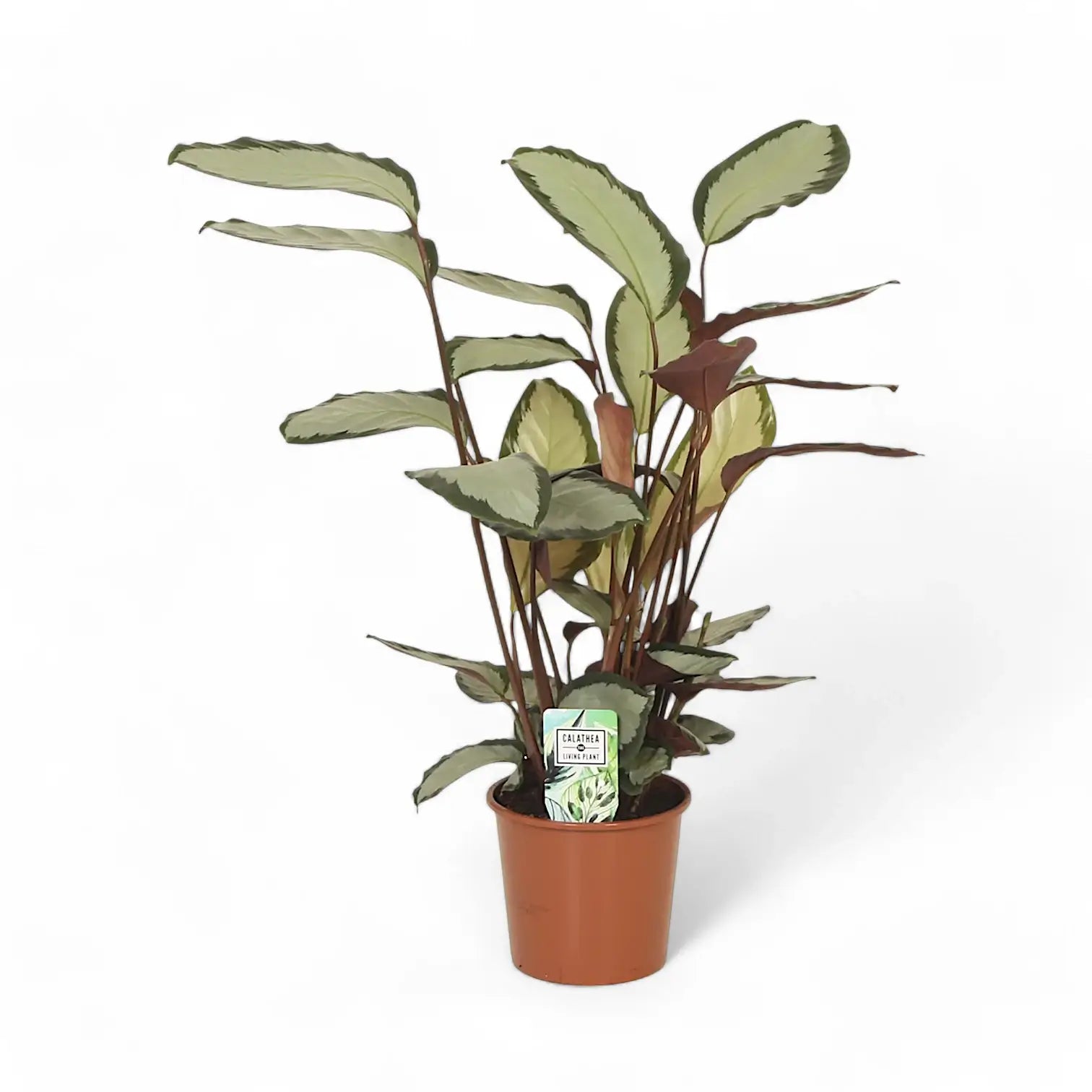 Goeppertia (Calathea) picturata 'Argentea' – Topfpflanze im Kulturtopf vor weißem Hintergrund, Produktfoto 2.