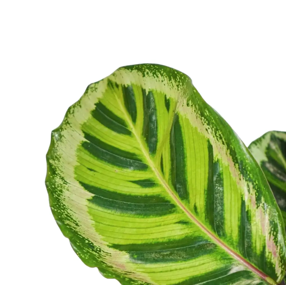 Goeppertia (Calathea) roseopicta 'Angela' – Blattdetail vor weißem Hintergrund..