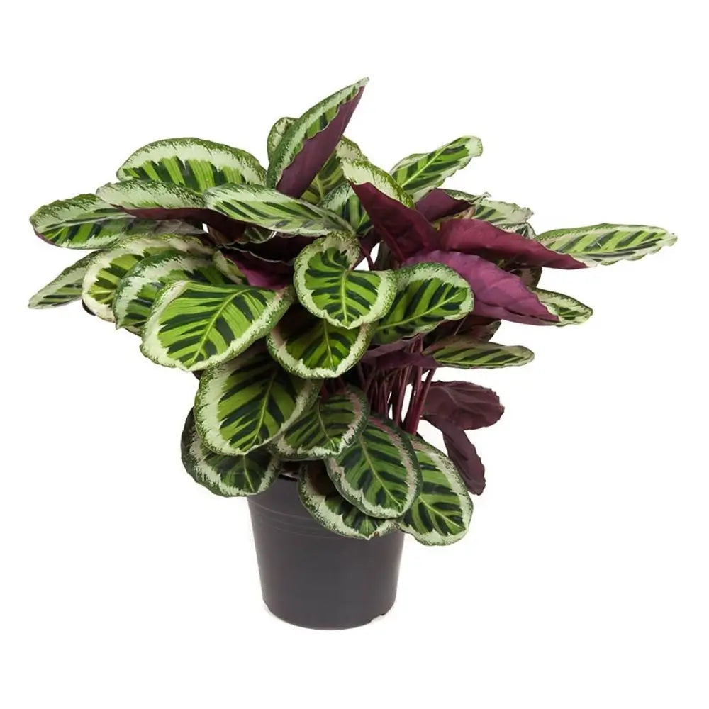 Goeppertia (Calathea) roseopicta 'Angela' – Nahaufnahme eines Blatts vor weißem Hintergrund.