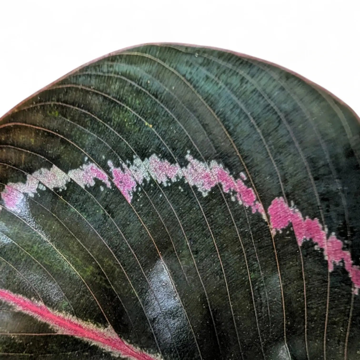 Nahaufnahme von Goeppertia (Calathea) roseopicta 'Dottie' ('Illustrious') vor weißem Hintergrund.