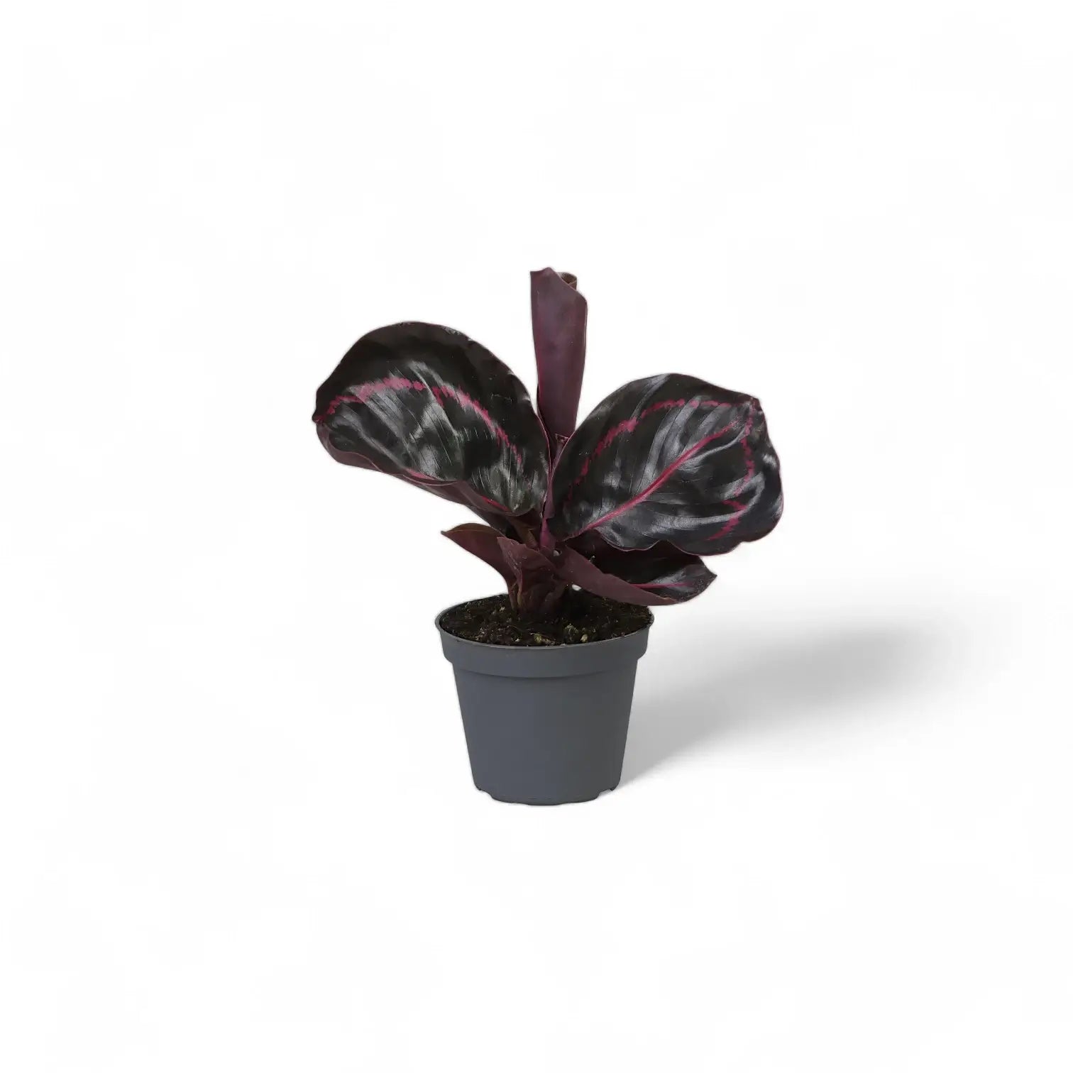 Goeppertia (Calathea) roseopicta 'Dottie' ('Illustrious') – Nahaufnahme eines Blatts vor weißem Hintergrund.