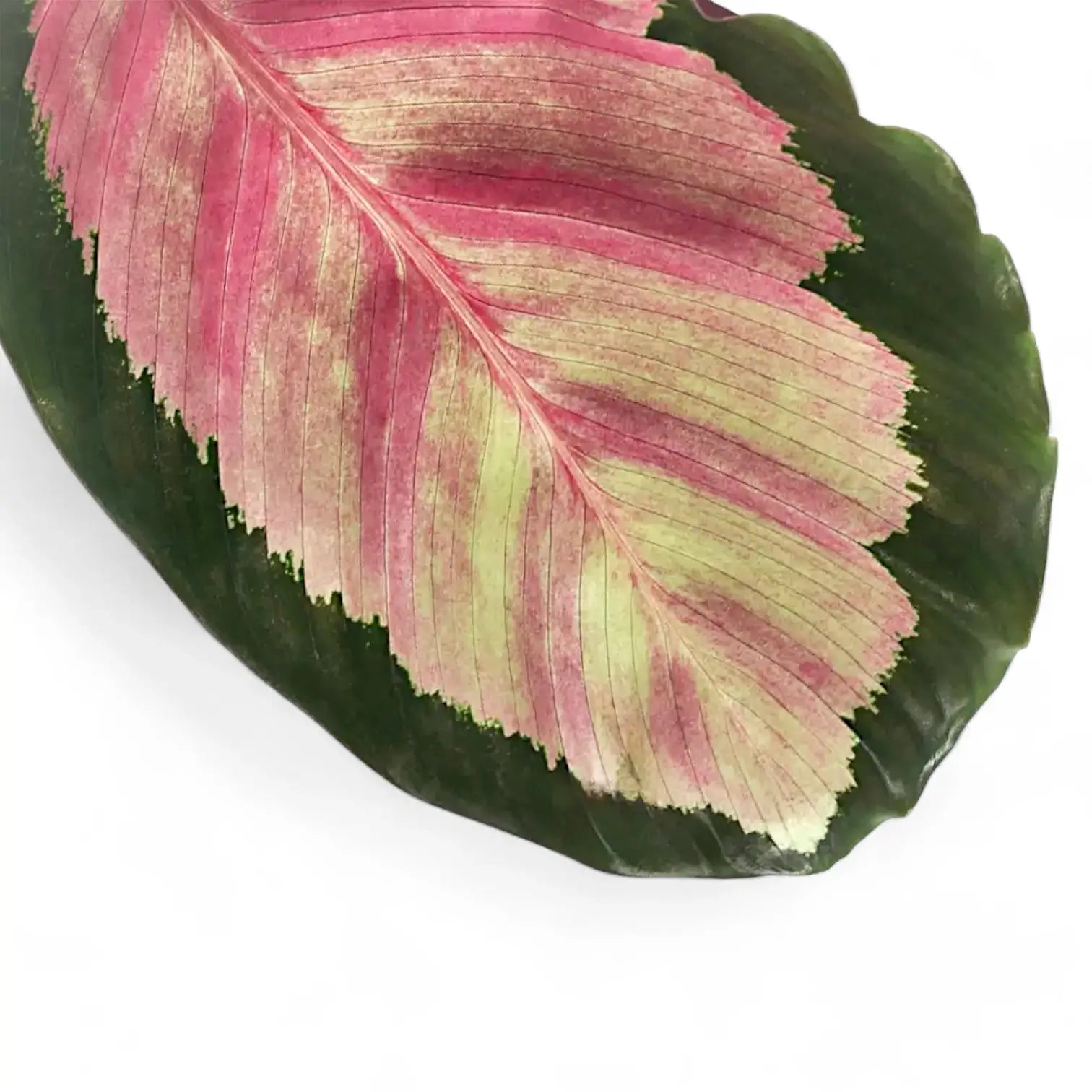 Goeppertia (Calathea) roseopicta 'Silvia' – Blattdetail vor weißem Hintergrund..