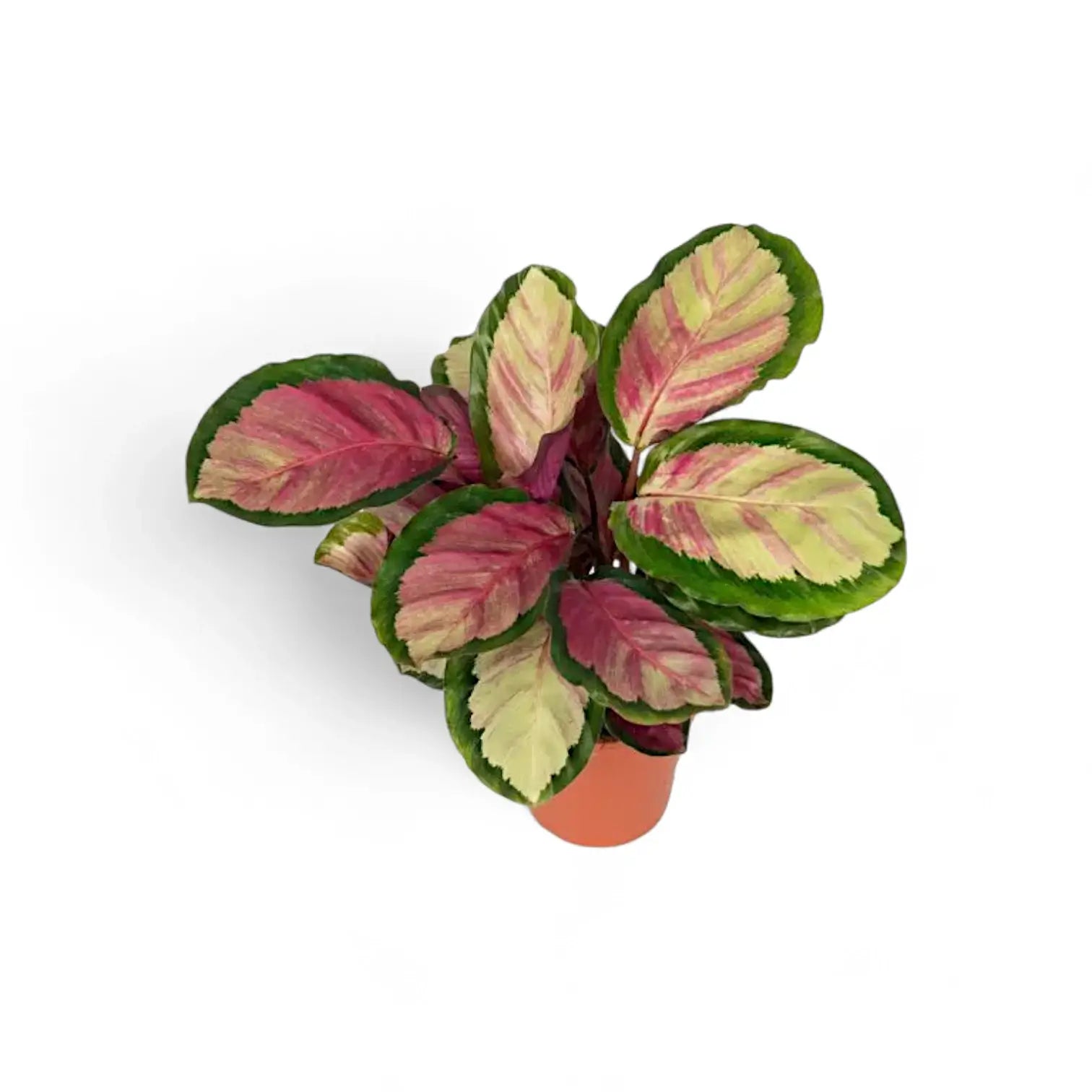 Goeppertia (Calathea) roseopicta 'Silvia' potted plant in nursery pot on white background.