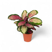 Goeppertia (Calathea) roseopicta 'Silvia' potted plant in nursery pot on white background.