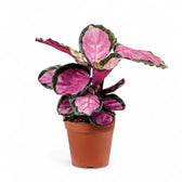 Goeppertia (Calathea) roseopicta 'Silvia' potted plant in nursery pot on white background.